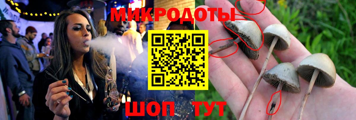 Псилоцибиновые грибы Psilocybine cubensis  Челябинск 